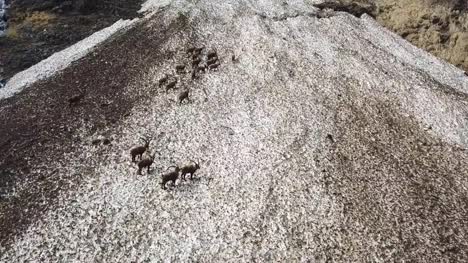 Grupo-del-ibex-alpestre-en-el-campo-de-nieve-en-temporada-de-primavera-que-camuflarse-con-la-nieve-sucia-de-escombros.-Italia,-Alpes-Orobie