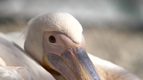the-head-of-a-pink-pelican-is-large