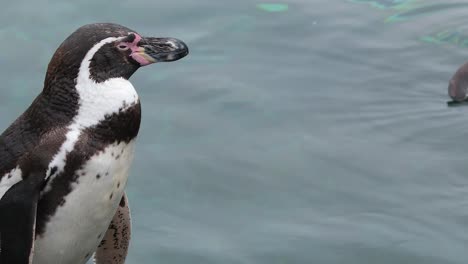 Close-Up-vista-de-un-pingüino-de-Humboldt