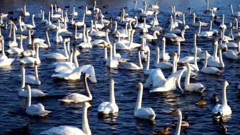 Muchos-patos-en-el-lago-y-cisnes-salvajes.-Horario-de-invierno,-soleado,-agua-dulce-4k