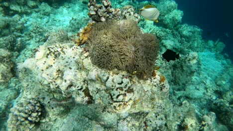 Marine-Reef-Life-With-Fish-Swimming-On-Corals