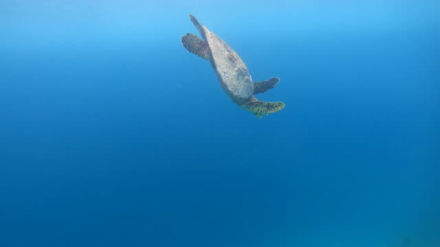 Underwater-Environment-With-Sea-Turtle-Swimming-In-Ocean