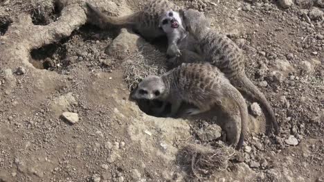 Gruppe-Meercats-(Suricata-Suricatta)-zu-kämpfen.-Erdmännchen-im-Sand-spielen.