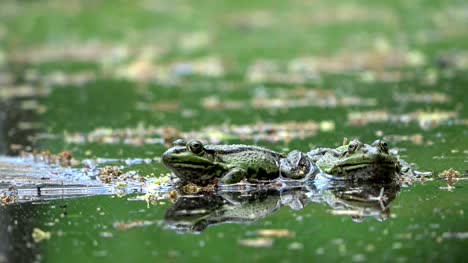Water-frogs,-Rana-esculenta-in-a-garden-pond,-waiting-for-food,-4K