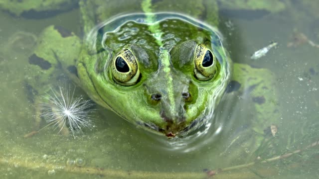 Rana-de-agua,-Rana-esculenta-en-un-estanque-de-jardín,-esperando-alimento,-4K