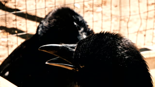Closeup-de-un-cuervo-común-(Corvus-corax)