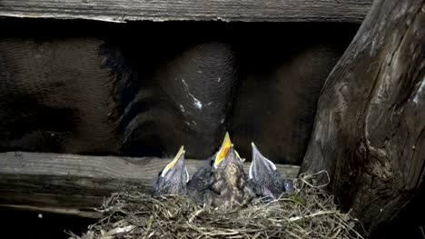 Eurasian-Blackbird,-Turdus-merula,-con-los-pájaros-jóvenes-en-el-nido,-alimentación-e-higiene