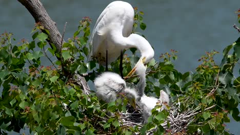 Nestling-Great-Egrets-Being-Fed-at-the-High-Island-Rookery