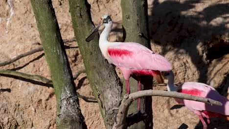Roseate-Spoonbill-Preening-at-the-High-Island-Rookery