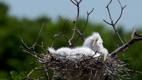Sleepy-Nestling-Great-Egrets-at-the-High-island-Rookery