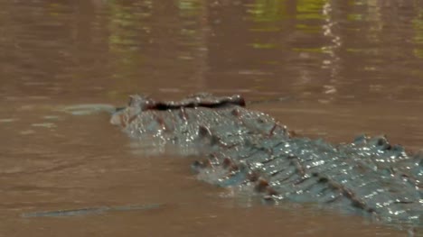 The-rear-view-of-a-crocodile-as-it-navigates-the-muddy-banks-of-a-river