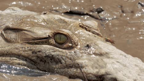 Wilden-Krokodil-in-einem-Fluss-in-Costa-Rica.