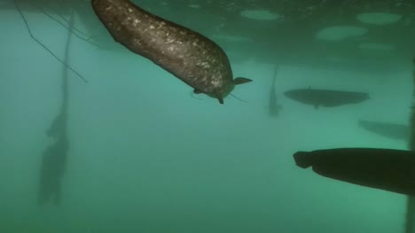 Wels-Catfish,-underwater-shot