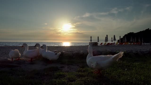 Eine-Gruppe-von-Enten-bei-Sonnenuntergang-am-Meer-kehrt-nach-Hause-zurück.