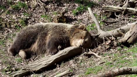 Brown-bear-sleeping.-Bear-sleeping-on-top-of-a-hill-in-the-woods.-(ursus-arctos)