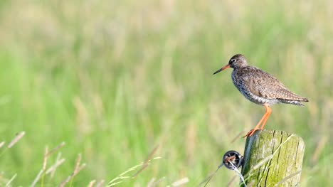 Redshank-or-Common-Redshank-sitting-on-a-pole-overlooking-a-meadow