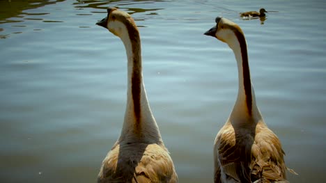 pair-of-geese-in-the-lake-watching-ducks