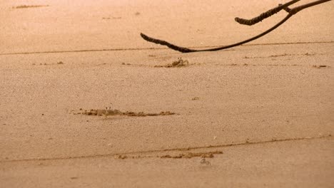 Cangrejos-tropicales-en-su-hábitat-natural-en-una-playa-en-el-Caribe