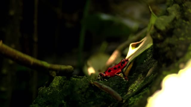 Erdbeere-Rot-Pfeilgiftfrosch-in-seinem-natürlichen-Lebensraum-in-der-Karibik