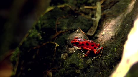 Strawberry-poison-red-dart-frog-in-its-natural-habitat-in-the-Caribbean