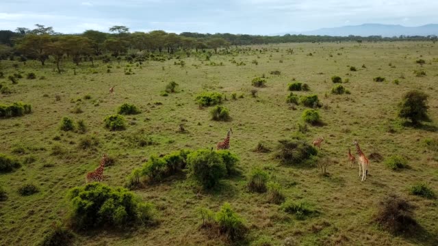 aerial-view-of-giraffe-family-in-african-savannah-in-lake-Nakuru-national-park,-Kenya
