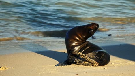 Baby-Seelöwen-am-Strand-in-Isla-Santa-Fe-in-den-Galapagos-Inseln