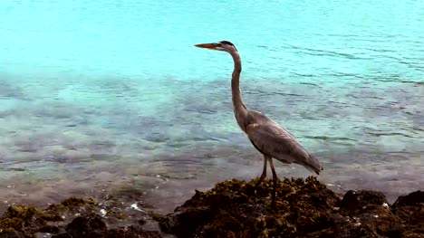 Great-Blue-Heron-Jagd-auf-Isla-San-Cristobal-auf-den-Galalagos-Inseln