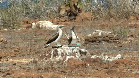 blue-footed-booby-pair-dancing-on-a-rock-at-nth-seymour-in-the-galapagos