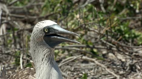 close-up-of-the-head-of-a-blue-footed-booby-in-the-galalagos