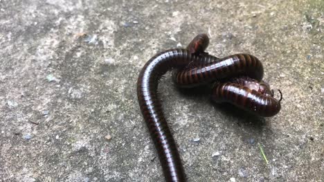 Close-up-millipede-breeding-on-ground-floor