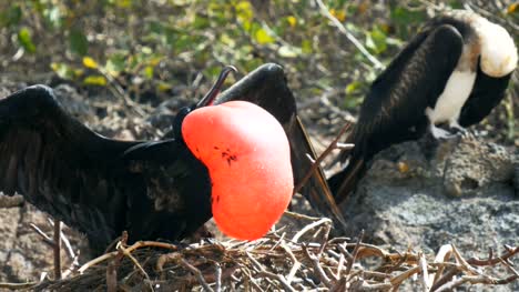 close-up-of-a-male-and-female-magnificent-frigatebird-in-the-galalagos-islands