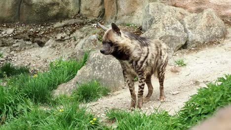 Striped-hyena-(Hyaena-hyaena-sultana)