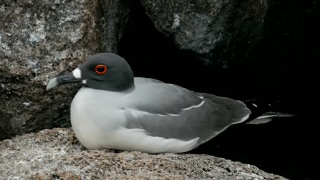 extreme-close-up-of-a-nesting-lava-gull-in-the-galalagos-islands