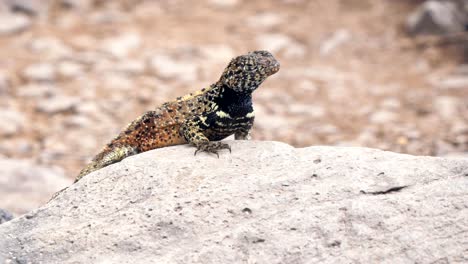 close-up-of-a-lava-lizard-on-isla-espanola