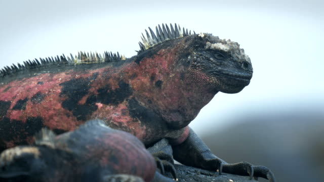 Extreme-Nahaufnahme-von-einem-marine-Iguana-auf-Isla-espanola