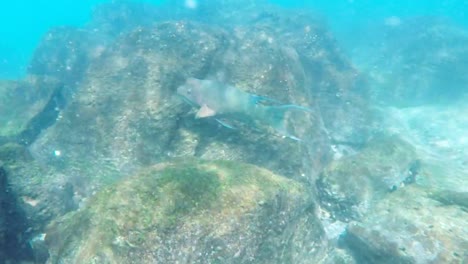 Kamerafahrt-von-einem-mexikanischen-Lippfische-bei-Sth-Plätze-in-den-Galapagos-Inseln
