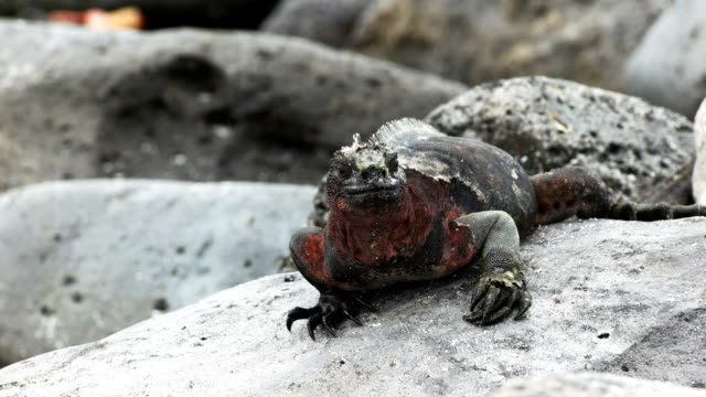 a-marine-iguana-snorts-water-from-its-nostrils-on-isla-espanola-in-the-galapagos