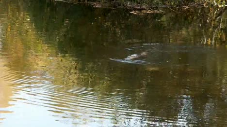 tracking-shot-of-a-platypus-swimming-in-a-river