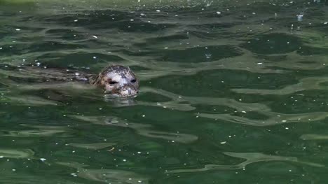 Seal-in-water-(Phoca-vitulina)-pokes-his-head-out-of-the-water.-Harbor-seal-resting-in-water