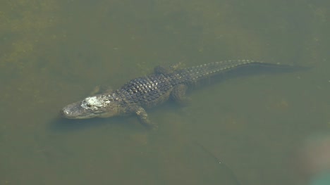 Amerikanischer-Alligator---Alligator-mississippiensis