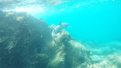 eine-weiße-Spitze-Riffhai-schwimmt-auf-einem-Riff-bei-Isla-Bartolomé