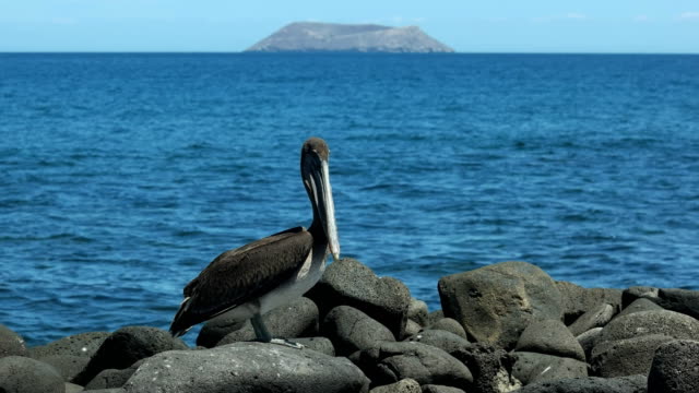 Brown-pelican-en-la-orilla-del-norte-de-Galápagos-seymour