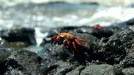 Seite-auf-Ansicht-einer-Sally-lightfoot-Krabbe-auf-Santa-Cruz-Insel-der-Galapagos-Inseln.