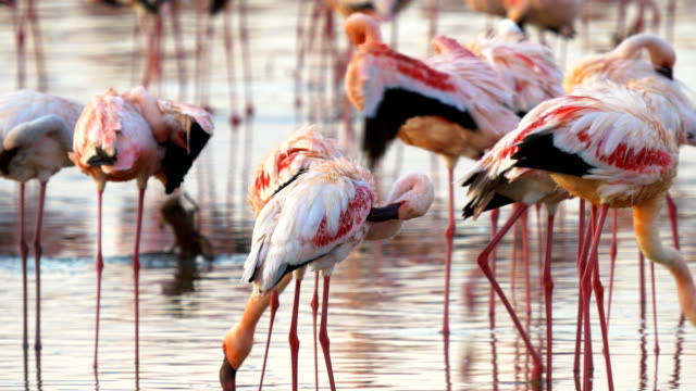 varios-flamencos-acicalarse-en-el-lago-bogoria,-Kenia