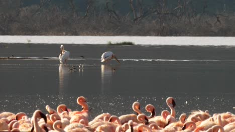Lesser-Flamingos-und-Pelikane-am-Lake-Bogoria,-Kenia