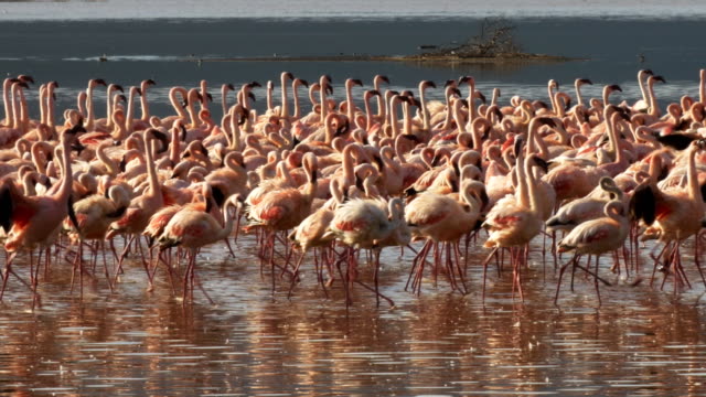 Nahaufnahme-von-Flamingos-marschieren-am-Ufer-des-Lake-Bogoria-in-Kenia