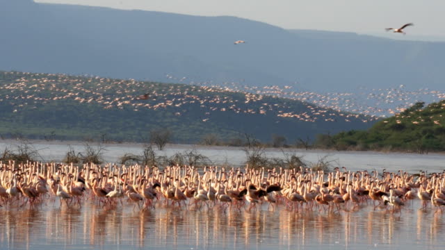 bandada-de-flamencos-menor-tomar-vuelo-lago-bogoria,-Kenia