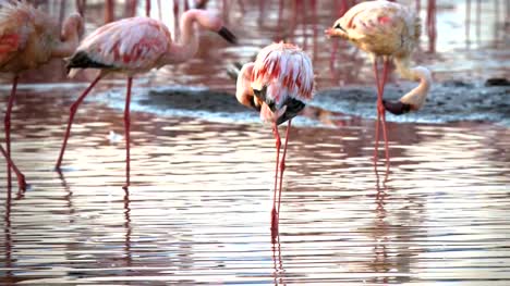 Nahaufnahme-von-drei-Flamingos-am-Lake-Bogoria-in-Kenia-putzen
