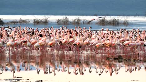 Flamingos-bei-Sonnenaufgang-am-Ufer-des-Lake-Bogoria,-Kenia