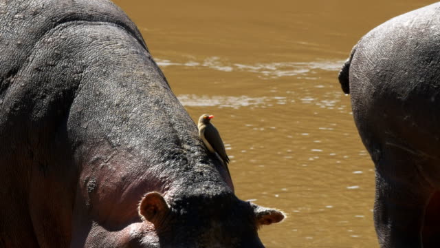 hipopótamo-y-picabueyes-aves-en-masai-mara,-Kenia